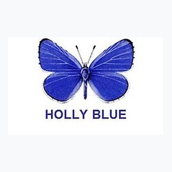 Holly Blue logo