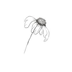 Daisy Alice Bridal logo
