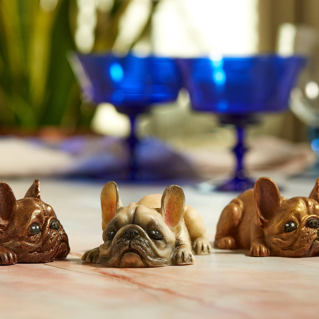 Solid Chocolate French Bulldog