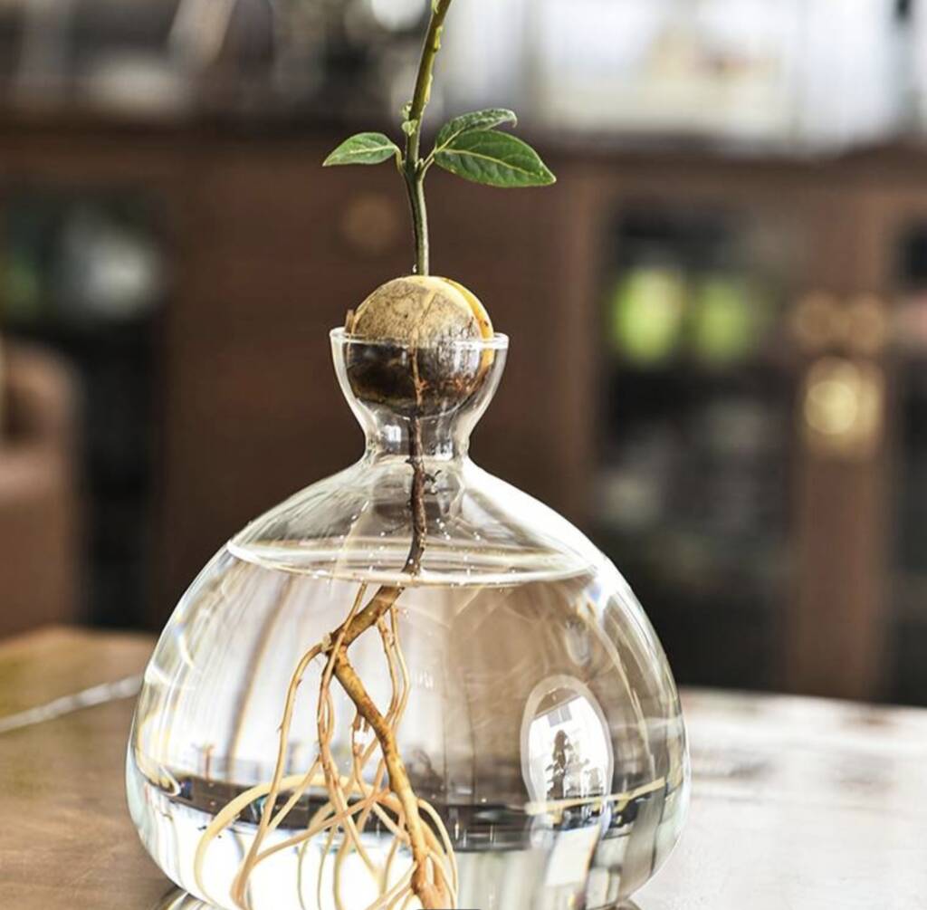 Avocado Germination Glass Vase