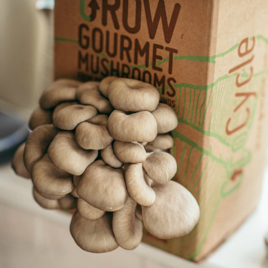 Grow Your Own Oyster Mushrooms Kit