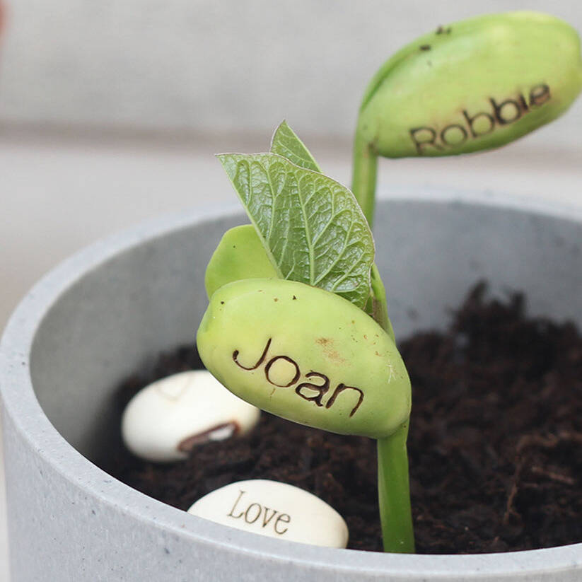 Personalised Name Bean Seeds - Growing Gift With Your Name