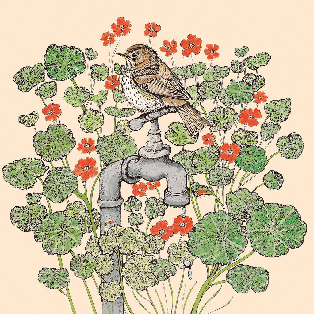 'Garden Birds' Mixed Pack Of Ten Greeting Cards